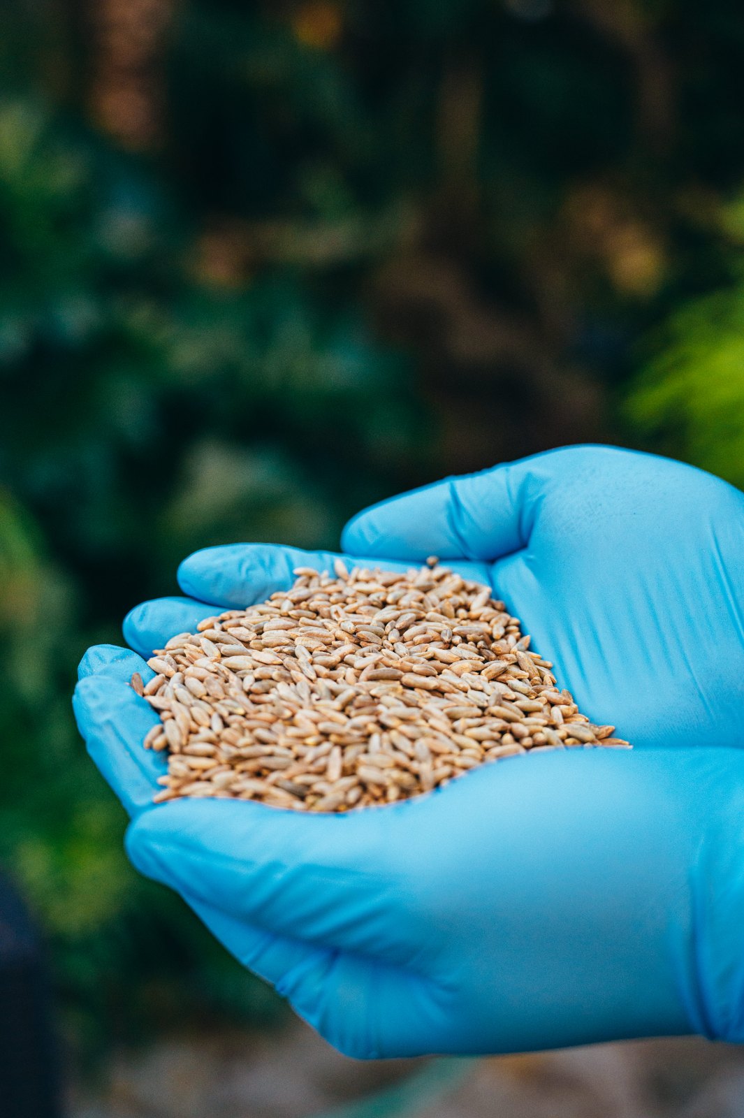 Grain substrate in gloved hands